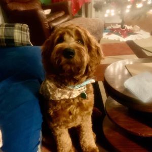 Meet your Posher, Rebecca mccoy